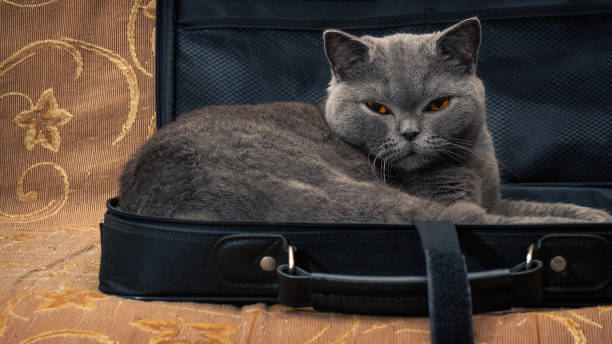 istock British shorthair cat resting in a laptop case 1127250204