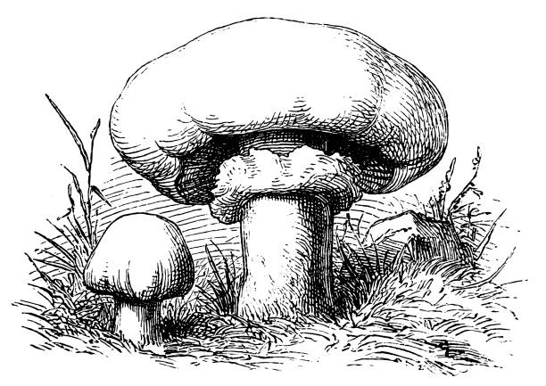 ilustraciones, imágenes clip art, dibujos animados e iconos de stock de seta del champiñón (agaricus bisporus) conocido como la seta común, seta de botón, champiñón, seta de la tabla, seta de crimini - vertical meadow mushroom vegetable