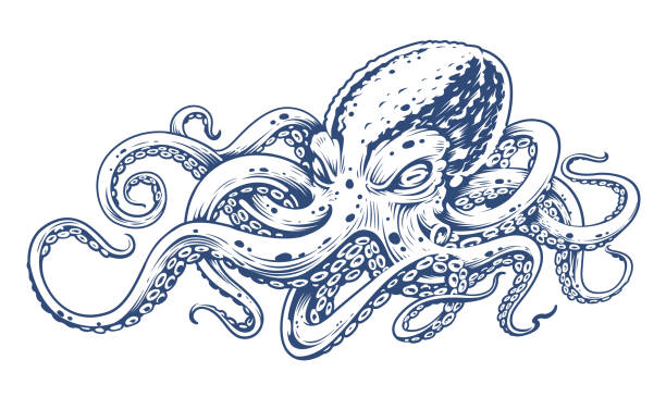 ilustraciones, imágenes clip art, dibujos animados e iconos de stock de arte vintage vector de pulpo - octopus tentacle isolated white