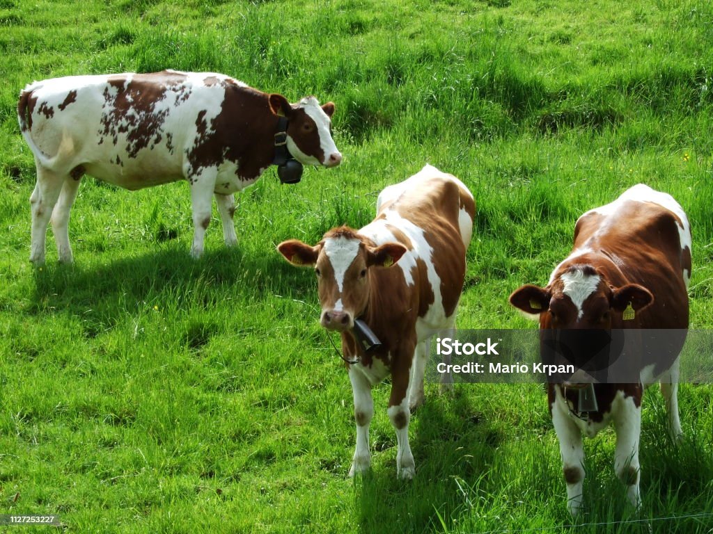 Cows at a farm in Gossau (Canton St. Gallen, Switzerland) Agricultural Field Stock Photo