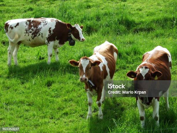 Cows At A Farm In Gossau Stock Photo - Download Image Now