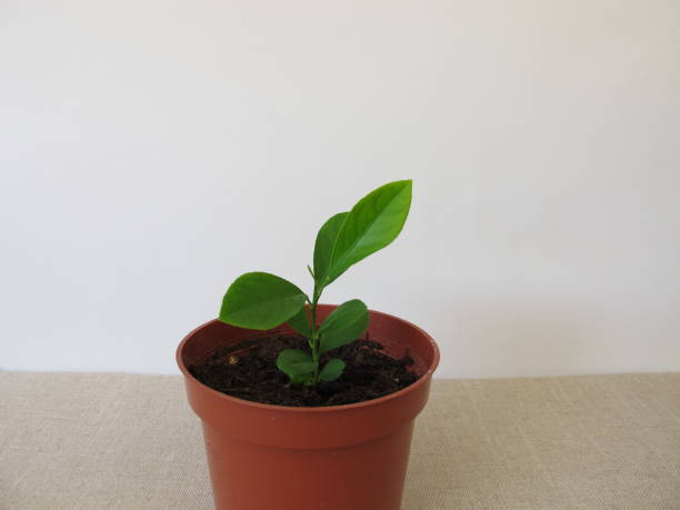 istock Home grown orange tree in flowerpot 1127253279