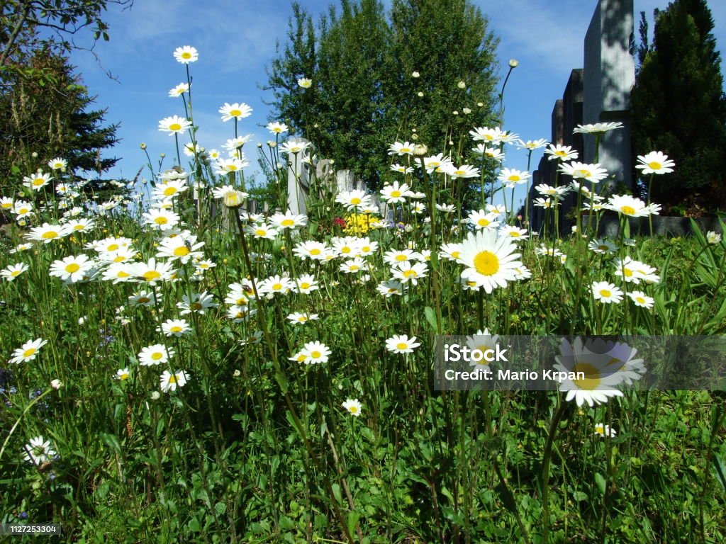 Flowers on the meadow near the town of Gossau (Canton St. Gallen, Switzerland) Agricultural Field Stock Photo