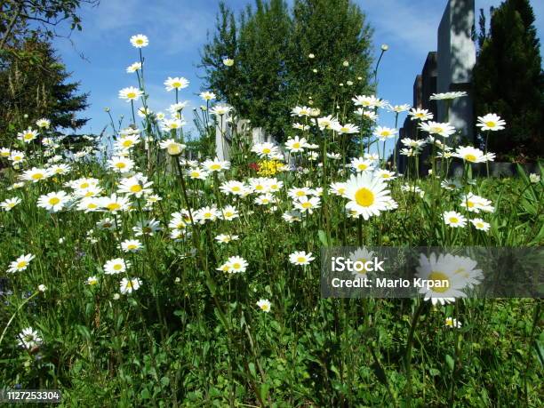 Flowers On The Meadow Near The Town Of Gossau Stock Photo - Download Image Now