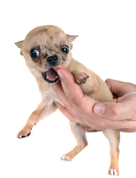 istock little chihuahua 1127253930