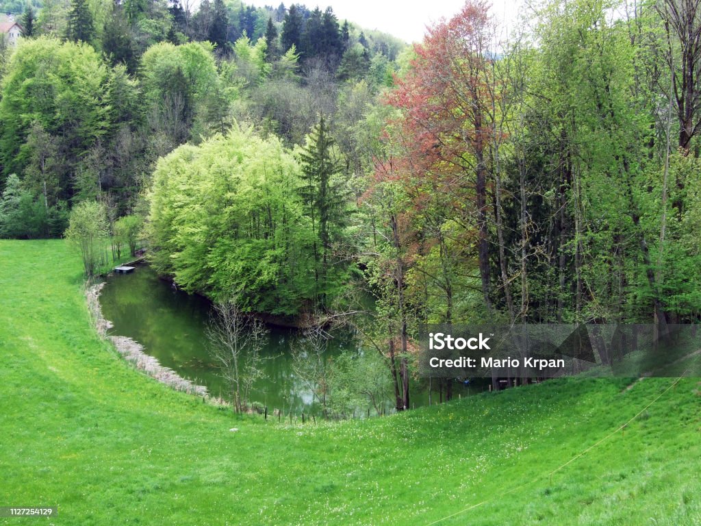 Pond by the forest in Gossau (Canton St. Gallen, Switzerland) Beauty Stock Photo