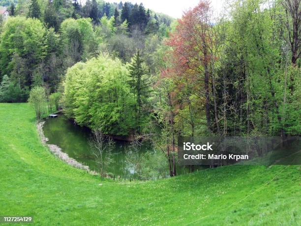 Pond By The Forest In Gossau Stock Photo - Download Image Now