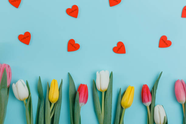 istock Valentine's Day background. Beautiful fresh tulips. 1127254185