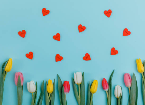istock Valentine's Day background. Beautiful fresh tulips. 1127254186