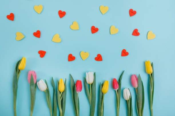 istock Valentine's Day background. Beautiful fresh tulips. 1127254198