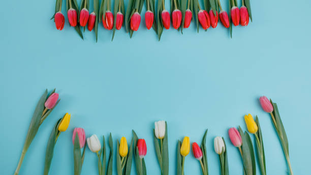 istock Valentine's Day background. Beautiful fresh tulips. 1127254199