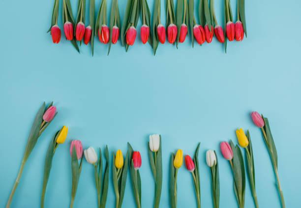 istock Valentine's Day background. Beautiful fresh tulips. 1127254201