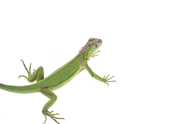 istock Baby Green Iguana on isolated white background 1127254486