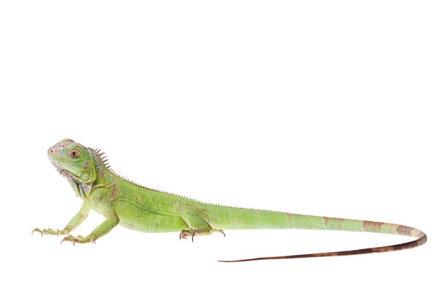 Baby Green Iguana on isolated white background stock photo
