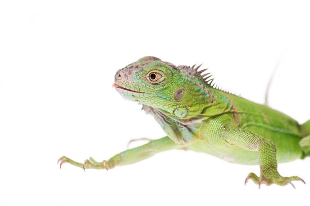 istock Baby Green Iguana on isolated white background 1127254488