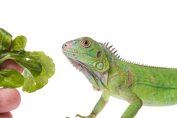 istock Baby Green Iguana on isolated white background 1127254552