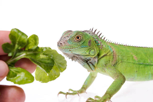 istock Baby Green Iguana on isolated white background 1127254553