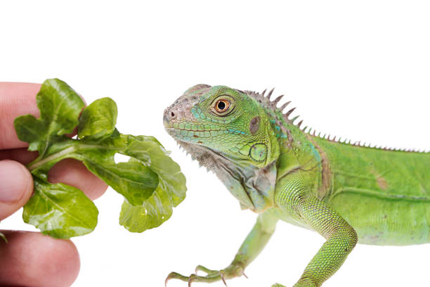 istock Baby Green Iguana on isolated white background 1127254554