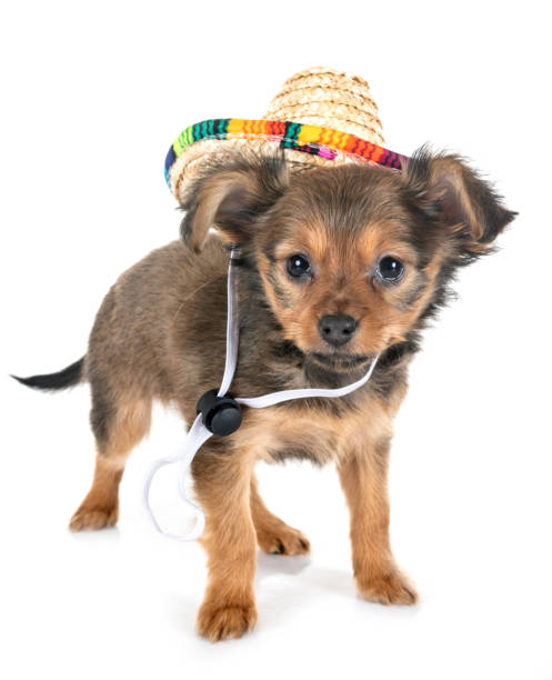 istock puppy Russkiy Toy 1127254584