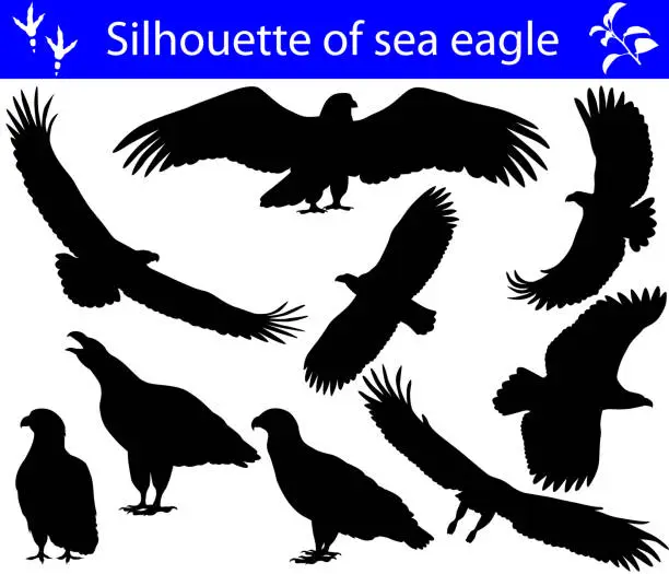 Vector illustration of Silhouette of sea eagle