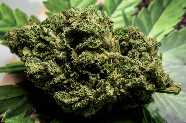 istock Cured Grand Funk OG Cannabis Flower 1127256867