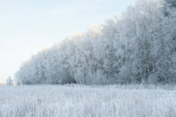 istock Winter branches covered with snow. Frozen tree branch in winter forest. Winter forest landscape. 1127257353