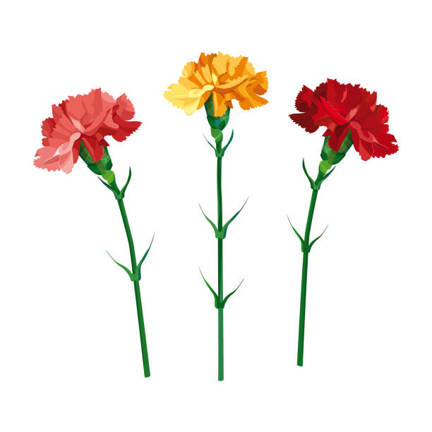 set nelkenblumen. gelbe, rosa und rote nelke. isoliert auf weiß. vektorabbildung. sammlung zum muttertag, siegtag - dianthus stock-grafiken, -clipart, -cartoons und -symbole