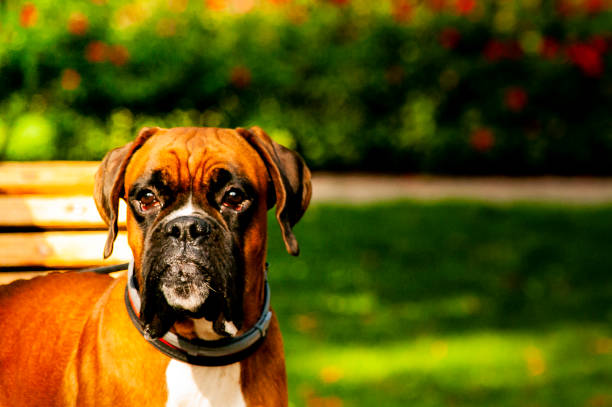 istock Boxer dog in the park 1127258292