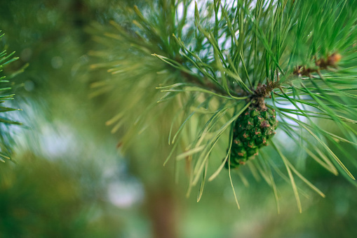 Beautiful green pine branch with a bump on sunlight and greens background