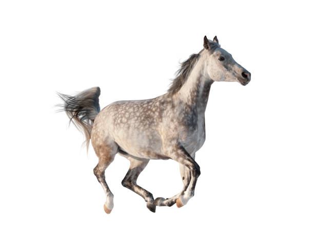 istock Gray arabian horse isolated 1127258581