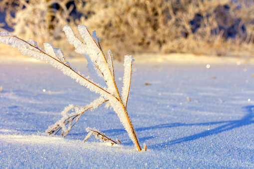 The branches of the bush in the frost, as if enchanted, are illuminated by gentle sunlight against the background of a snow-covered field.