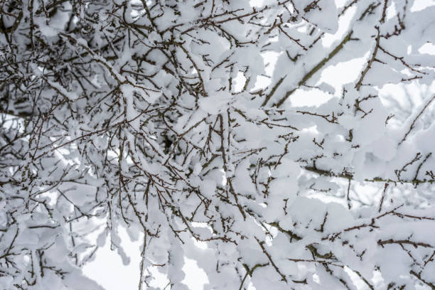 istock Winter branch covered with snow 1127259800