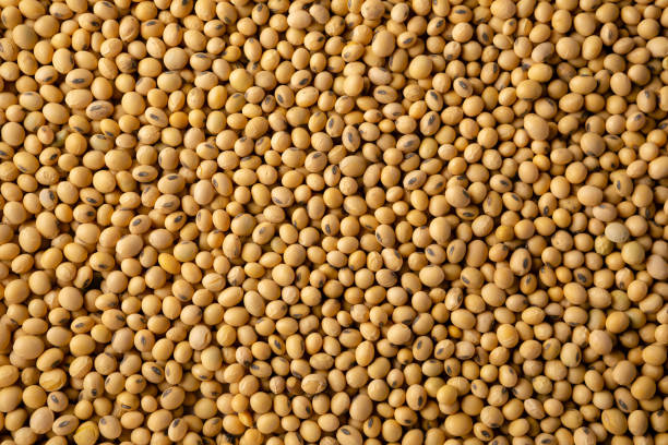 Raw soybeans background stock photo