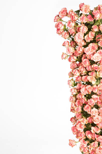 istock Frame from pink roses on a white background. Valentines day background. Flat lay, copy space. 1127261224