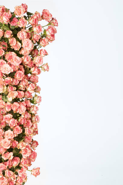 istock Frame from pink roses on a white background. Valentines day background. Flat lay, copy space. 1127261227
