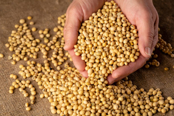 istock Soybeand harvesting concepts 1127261304