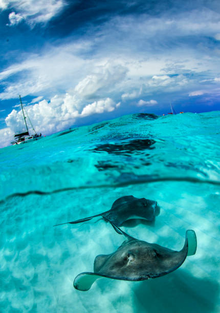 Stingray city Giant sting rays on the sand beach of Stingray City caiman stock pictures, royalty-free photos & images