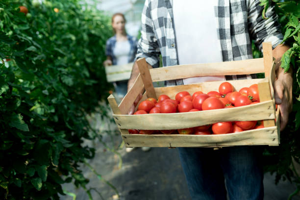 junge lächelnde landwirtschaft arbeitnehmerin ernte von tomaten im gewächshaus. - plant formal garden nature botany stock-fotos und bilder