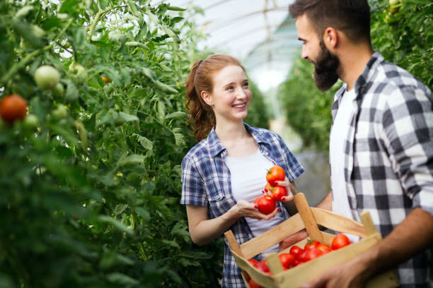 istock Young couple farming vegetables 1127263202