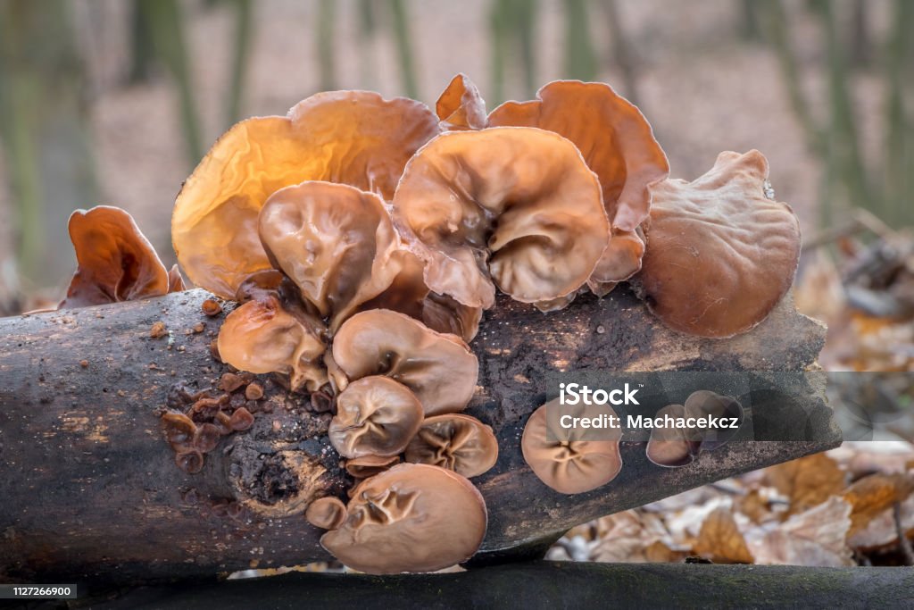 Closeup shot of edible mushrooms known as Wood ear Closeup shot of edible mushrooms known as Wood ear or Jews ear or Jelly ear (Auricularia auricula-judae) with blurred background Ear Stock Photo