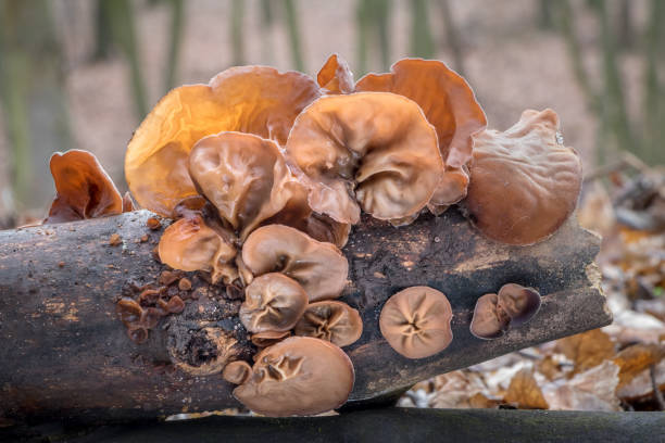 Closeup shot of edible mushrooms known as Wood ear Closeup shot of edible mushrooms known as Wood ear or Jews ear or Jelly ear (Auricularia auricula-judae) with blurred background auriculariales photos stock pictures, royalty-free photos & images