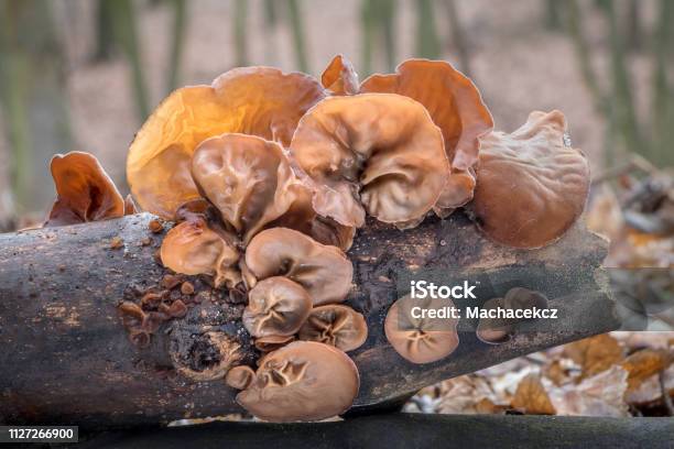 Closeup Shot Of Edible Mushrooms Known As Wood Ear Stock Photo - Download Image Now - Ear, Edible Mushroom, Mushroom