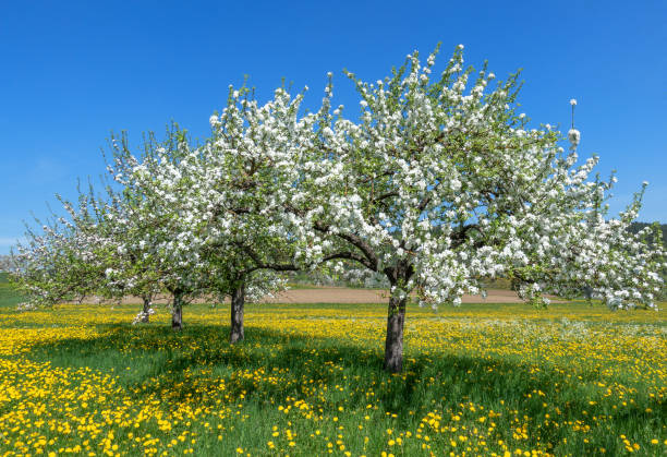 Blooming apple trees in a row on a flower meadow Four blooming apple trees diagonally in a row on a flower meadow with yellow dandelions in spring blossoming stock pictures, royalty-free photos & images