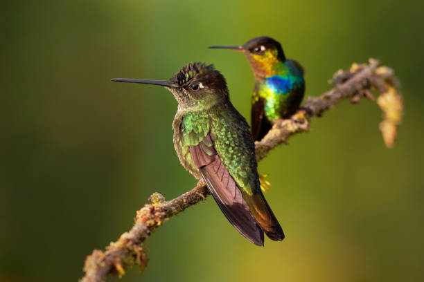 fiery-throated hummingbird - panterpe insignis and green violet-ear - colibri thalassinus - throated imagens e fotografias de stock