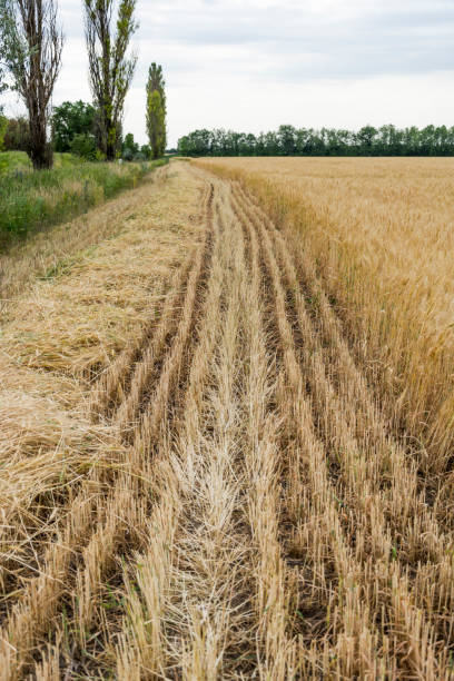 The edge of the field with the ripened grain crop, with a beveled rye or barley, in order of safety from fire The edge of the field with the ripened grain crop, with a beveled rye or barley, in order of safety from fire, against the cloudy sky. Agrarian culture of Ukraine огонь stock pictures, royalty-free photos & images