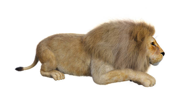 istock 3D illustration male lion on white 1127269002