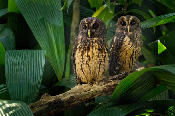 まだらのフクロウ - ciccaba (strix) virgata は中央、メキシコから南アメリカ ブラジルとアルゼン��チンにフクロウ - nature animal bird branch ストックフォトと画像