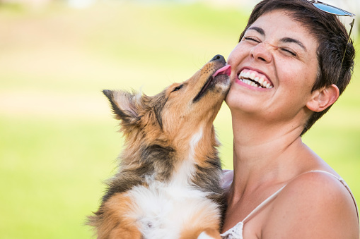 happiness concept with young beautiful laughing lady with short black hair and puppy dog shetland kissing her on the face with love and playful. friendship and together happy family alternative millennial