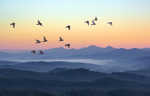 Foggy morning in the mountains with flying birds over silhouettes of hills. Serenity sunrise with soft sunlight and layers of haze. Mountain landscape with mist in woodland in pastel colors