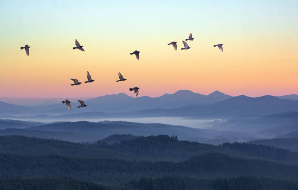 Foggy morning in the mountains with flying birds over silhouettes of hills. Serenity sunrise with soft sunlight and layers of haze. Mountain landscape with mist in woodland in pastel colors stock photo